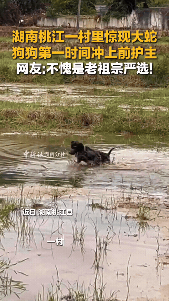 万万没想到，湖南桃江，一位村民正在水田边劳作，一条毒蛇突然从草丛里窜出来，眼看就