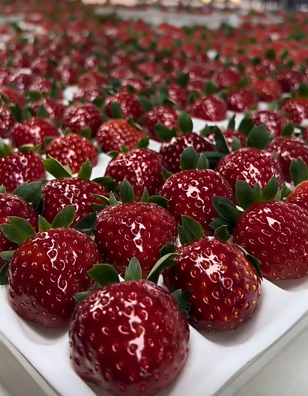 车厘子价格腰斩实现“自由”，没想到水果界又冒出新贵！近期黑草莓凭着深紫亮泽的颜值