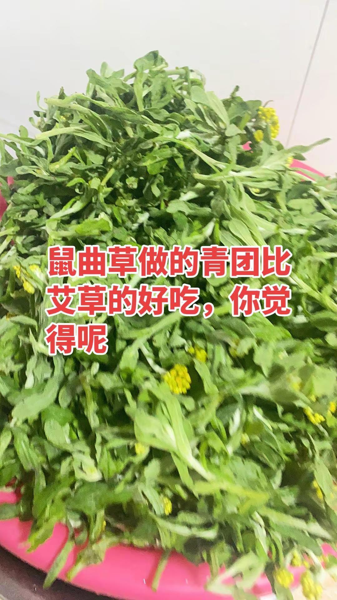 鼠曲草做的清明粿比艾草的好吃。鼠曲草，鼠曲草青团第一次尝试用鼠曲草做青团，果然比