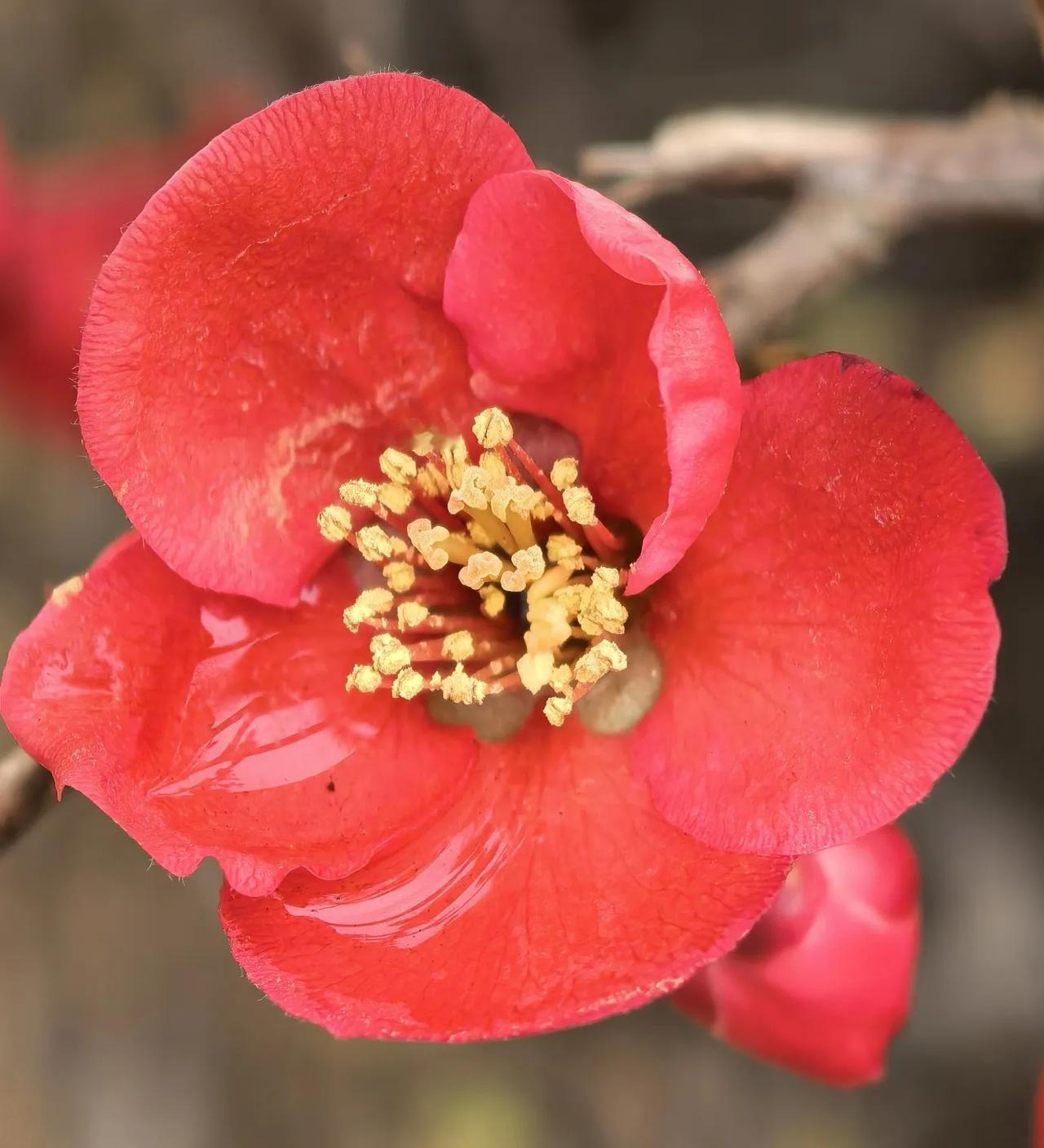 晒出你手机里的一张花束照片雪域高原，圣城拉萨。三月春风，春暖花开。