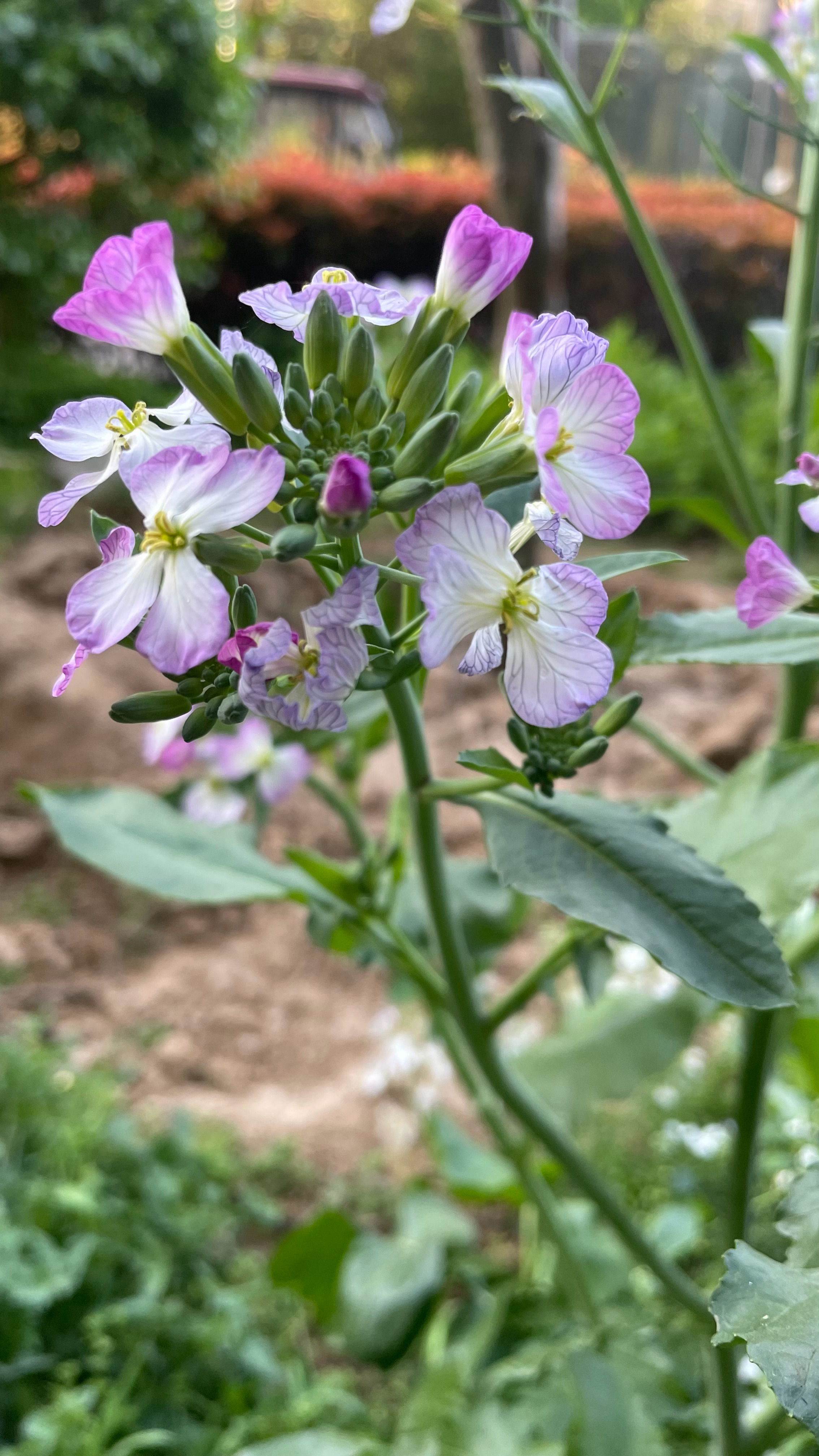 你看 萝卜很普通但它的花却也好看 