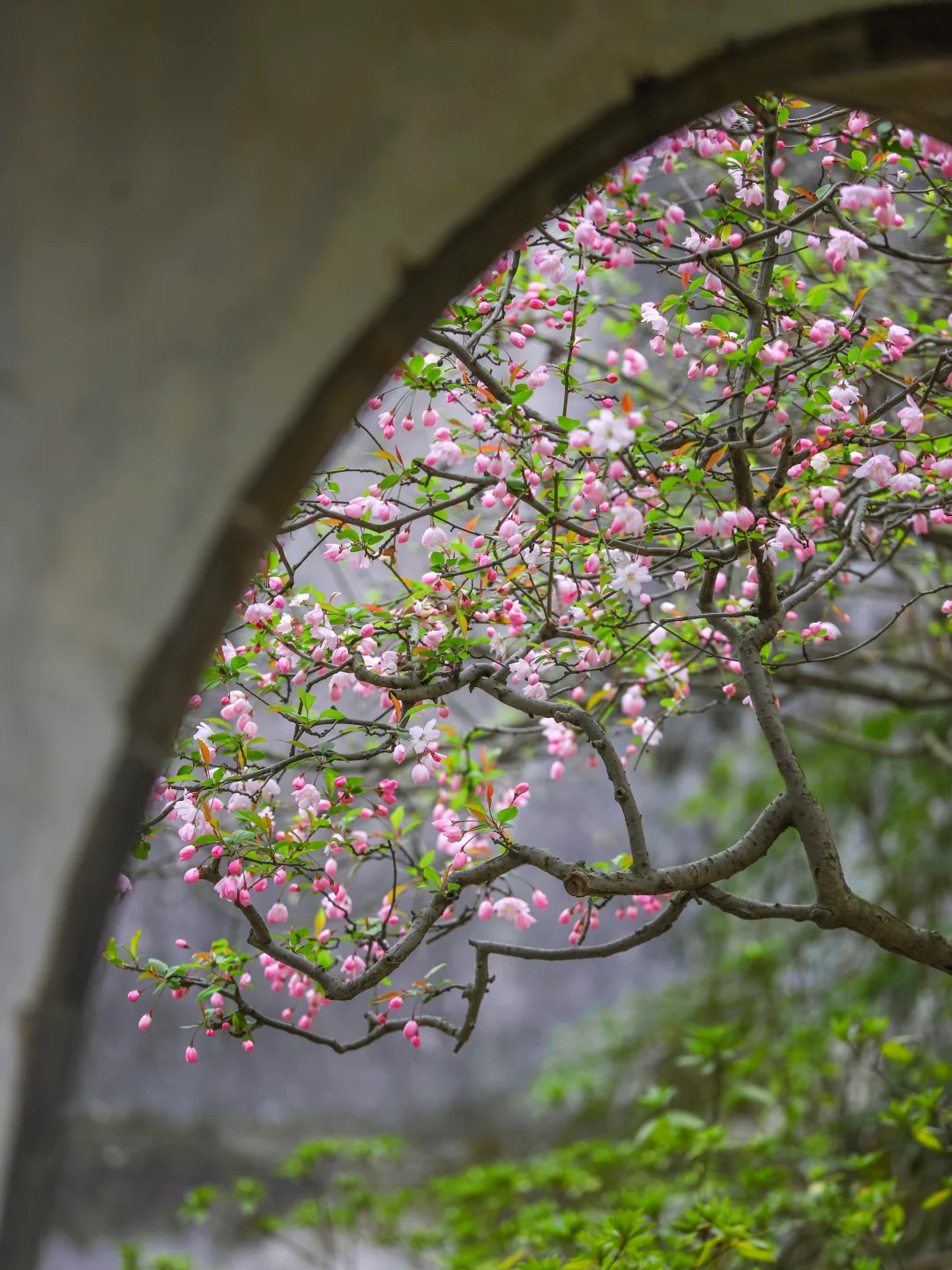 苏州留园 | 知否，知否，应是绿肥红瘦～