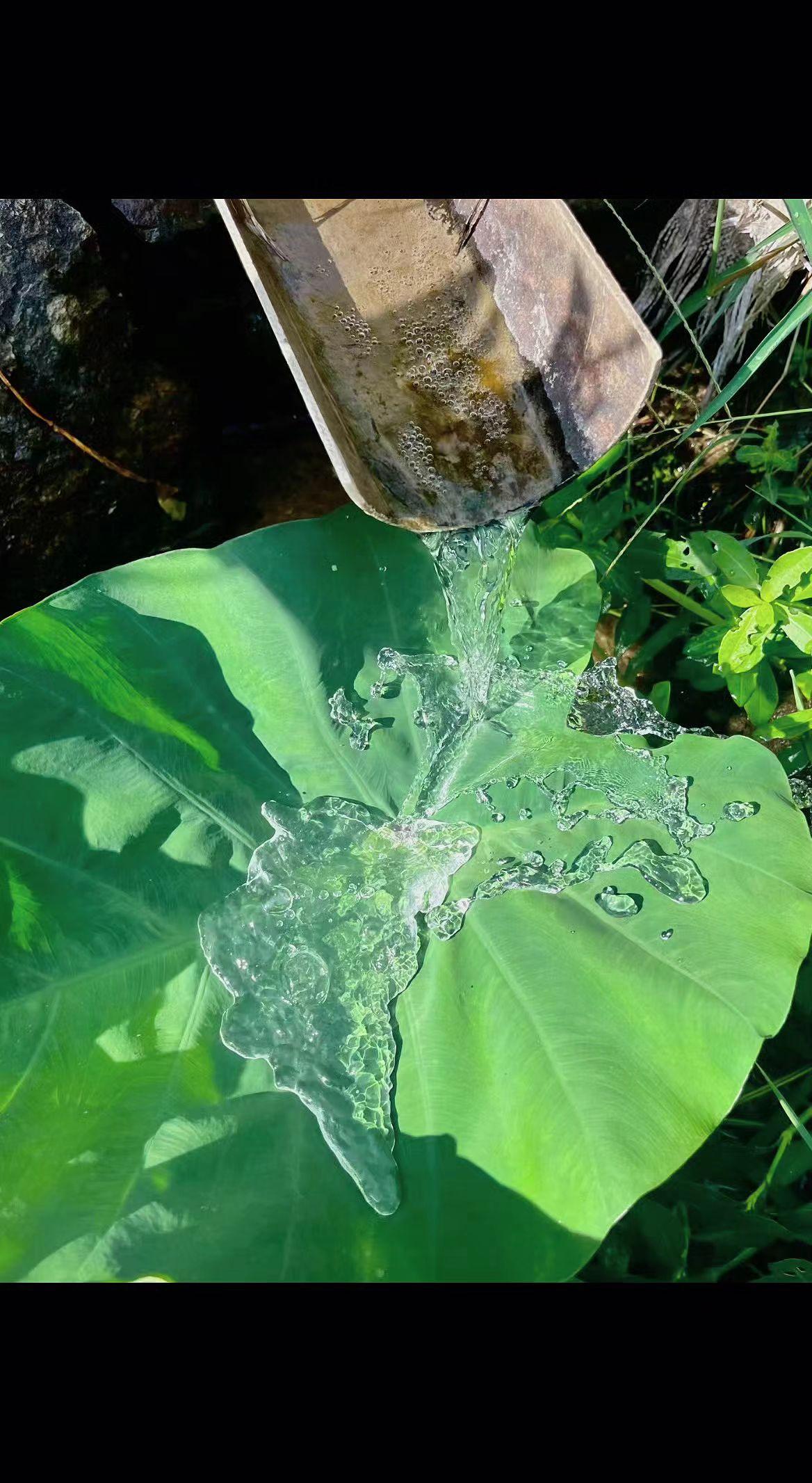 💦水珠在叶上跳圆舞曲，每滴都藏着阳光的吻✨。自然从不喧哗，却把温柔说尽🌿。