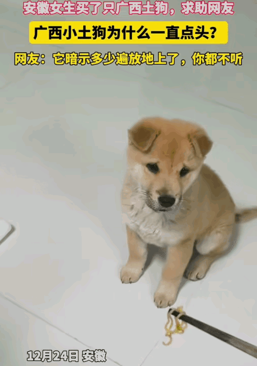 破防了！这只广西土狗，懂事得让人心疼🔥
 
一女生养了只广西土狗，主人用筷子喂