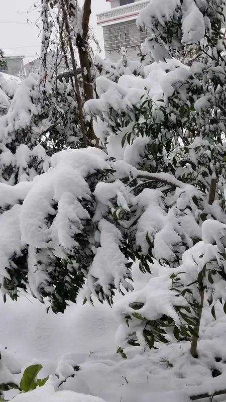品读馨漪婉风的《七绝•雪染愁怀》，瞬间便被带入那愁绪氤氲的情境。雪染梅枝，逸散出