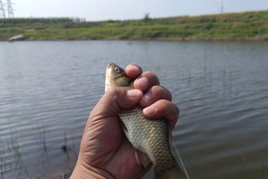 春天鲫鱼和鲤鱼上浅滩的大致时间