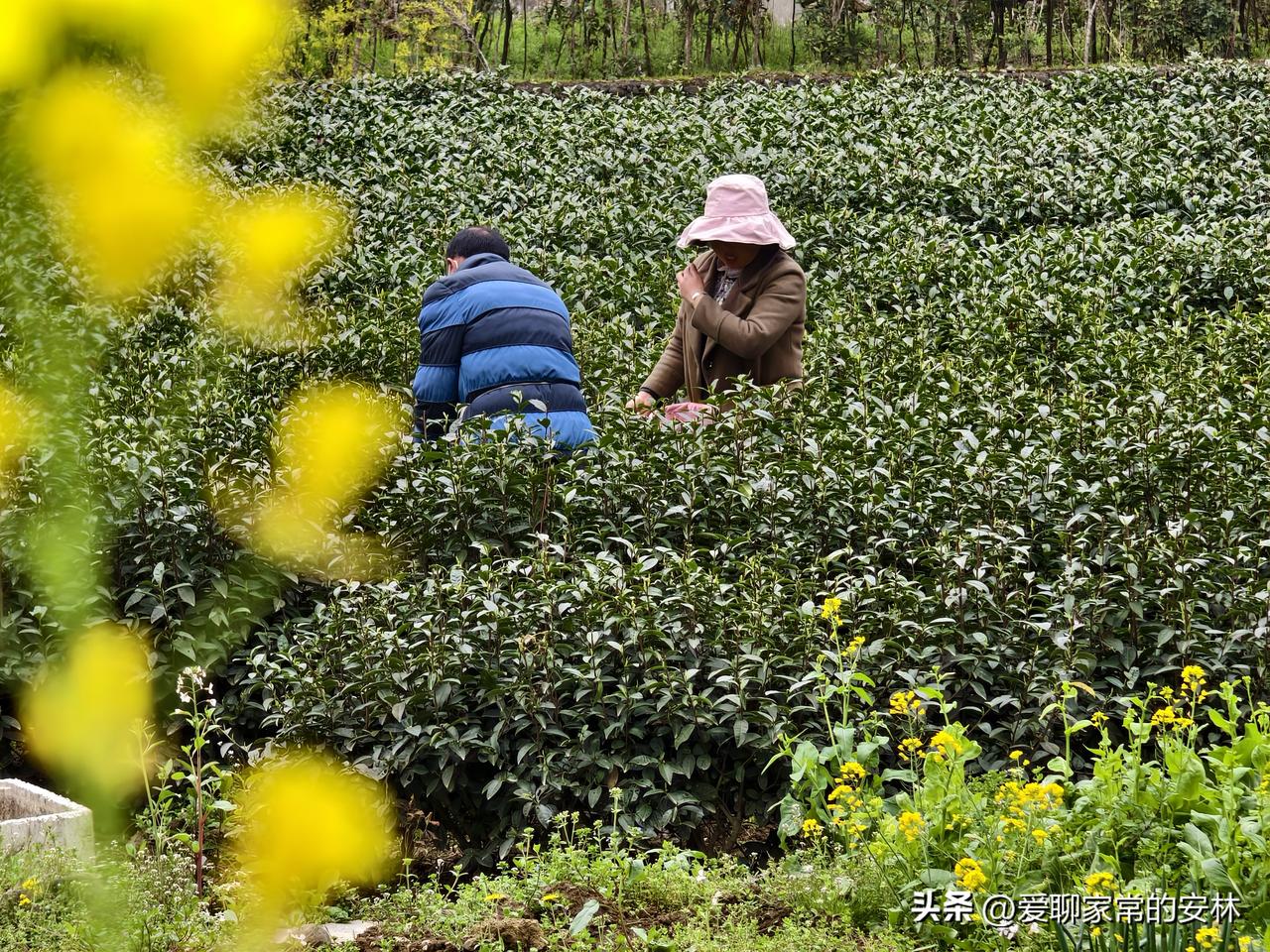 陕南春早，清明已煮紫阳茶。昨天去双龙镇，茶园里春茶发的很快，如雨后春笋一般。双龙