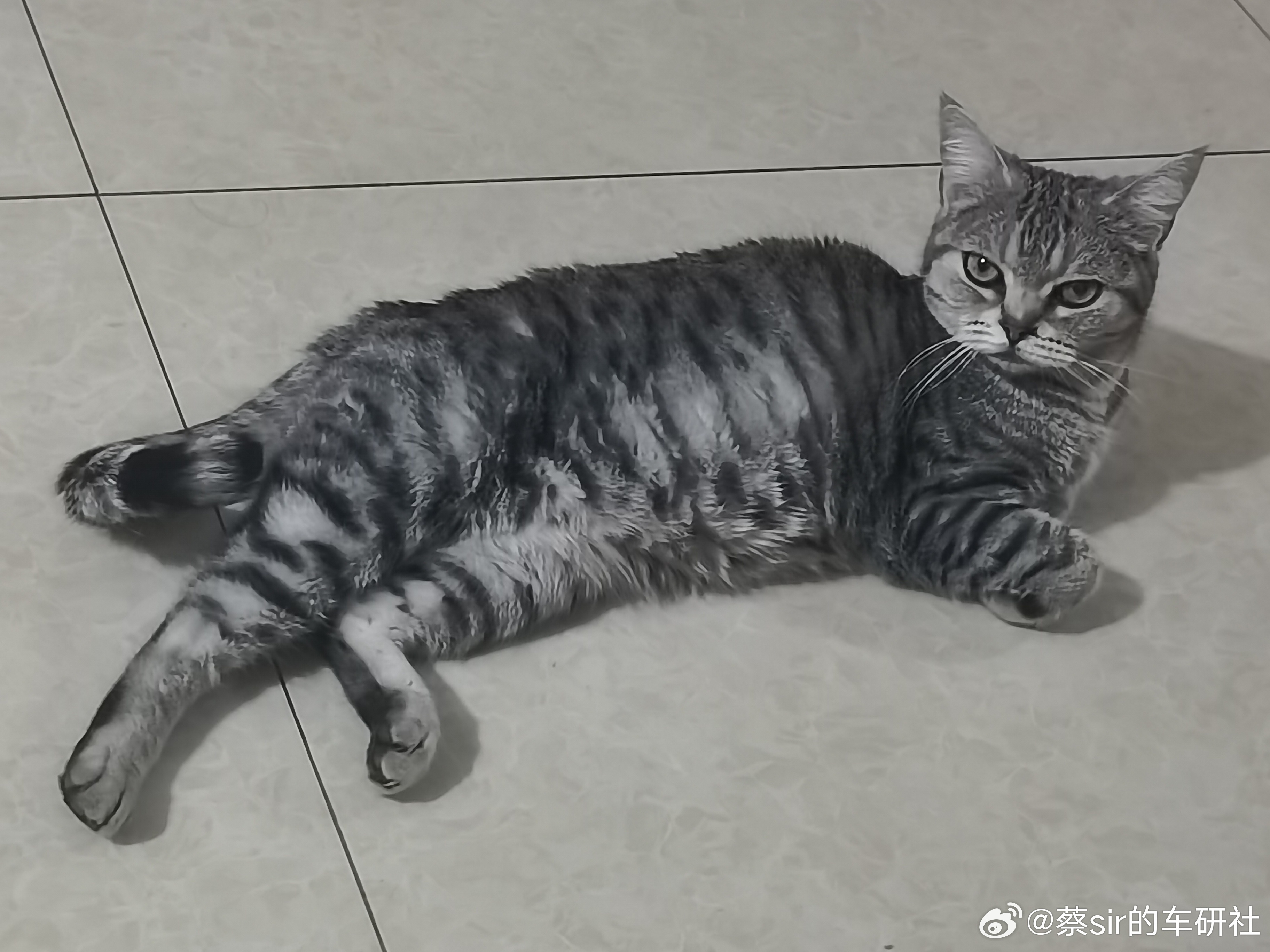 喵表示，周末啦，躺平啦养猫日记 常州