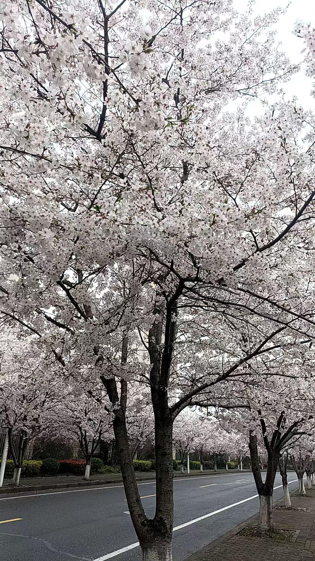 路边偶遇一整条樱花大道
春风一吹，满目皆是温柔浪漫
赶路途中没能停下细细欣赏
只