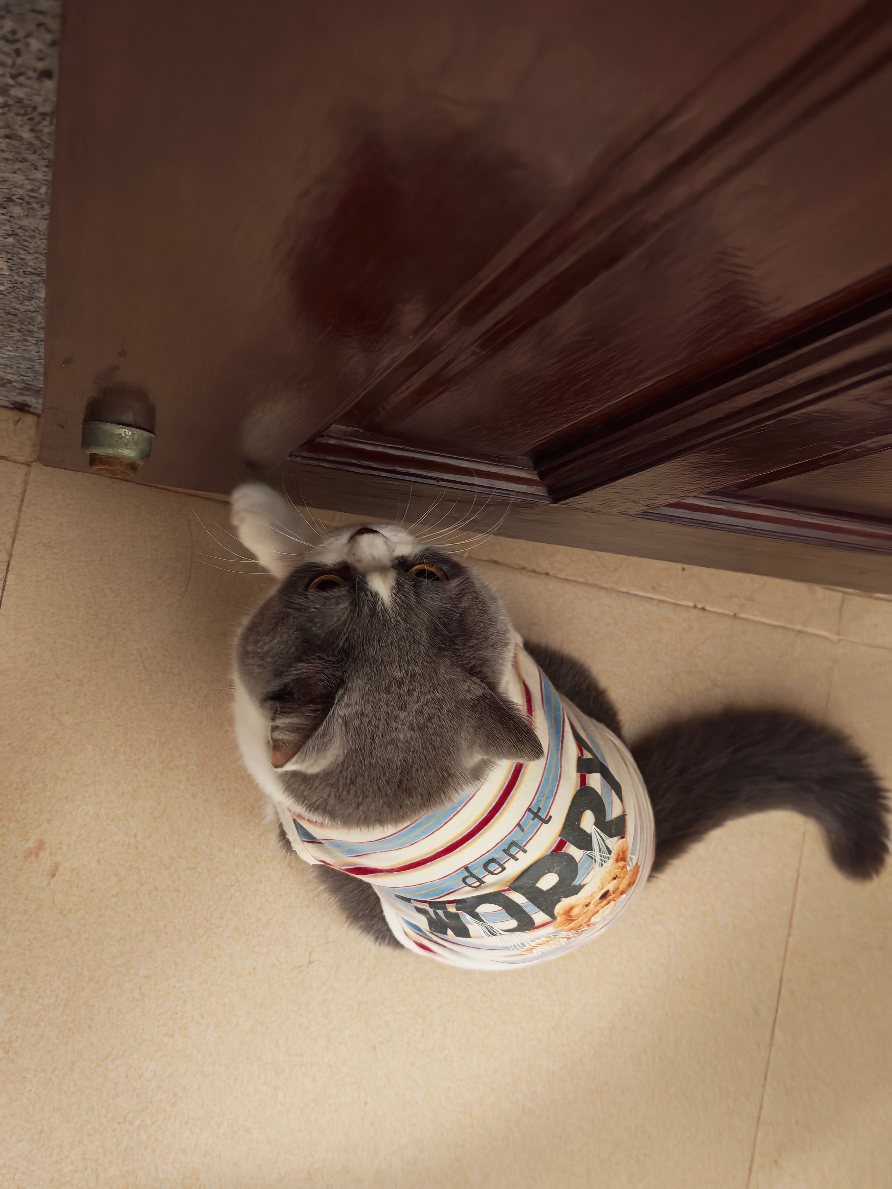 撒娇时没控制好力度的小狗尝试开门的小猫，本来就瘦瘦的，穿上衣服就显胖了，圆鼓鼓的