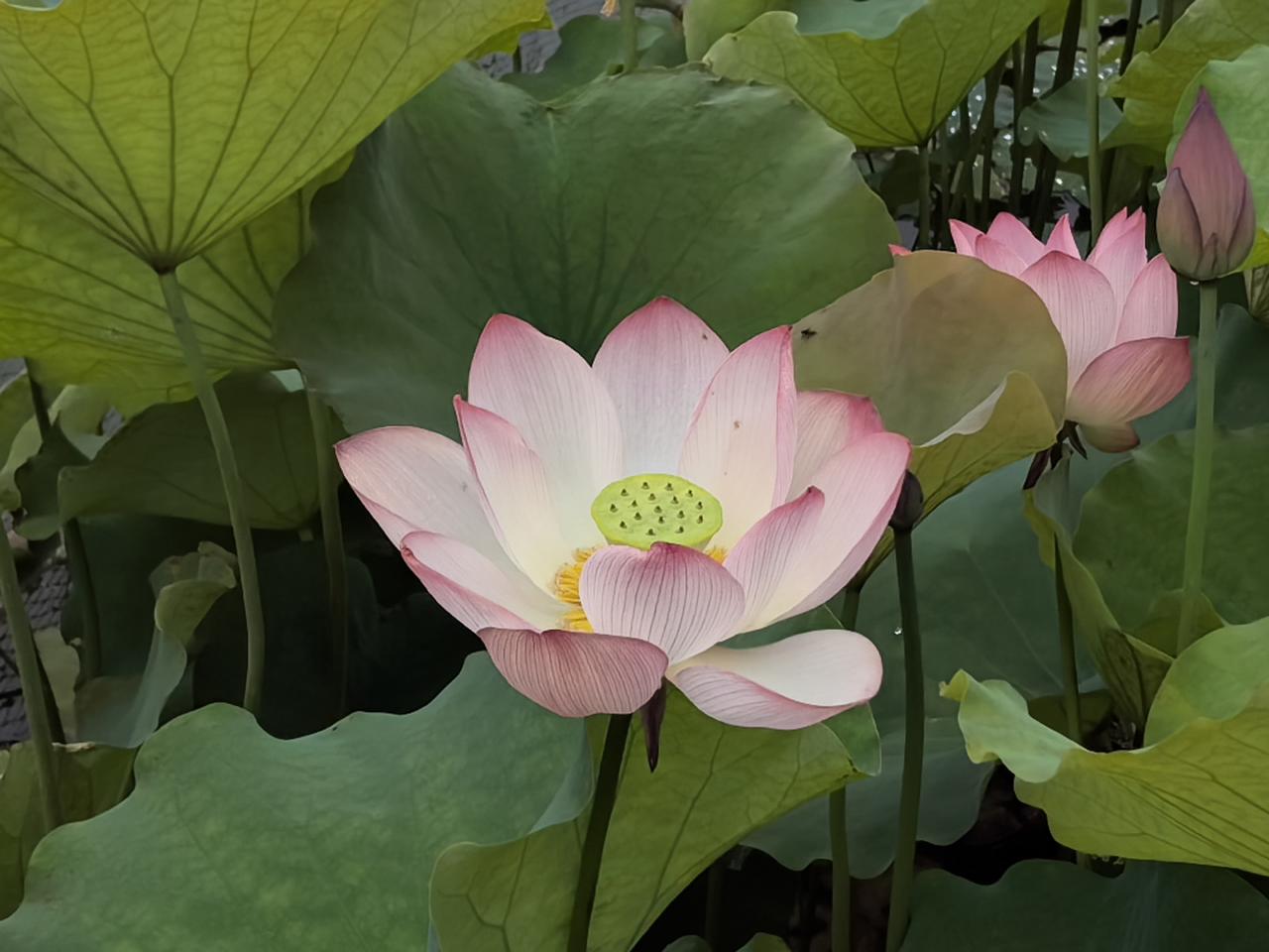 淡雅的荷花