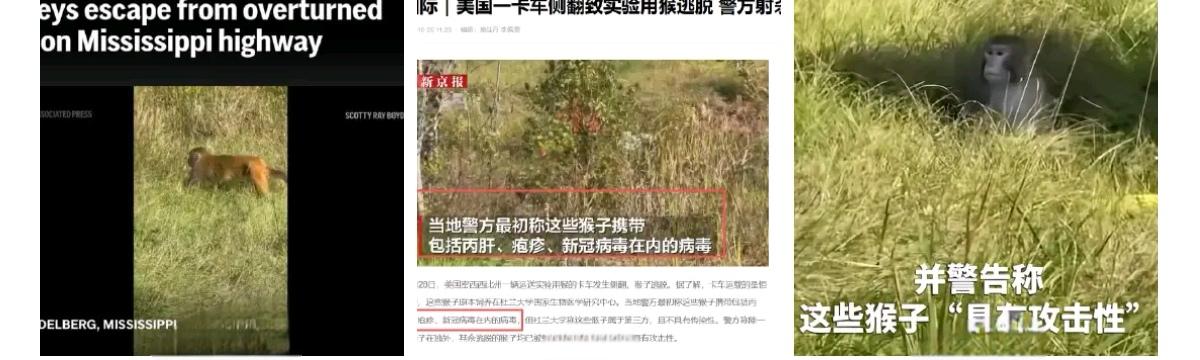 新冠疫情过去四年了，美国携带丙肝、疱疹、新冠病毒的实验室猴子又逃了…据多家媒体报