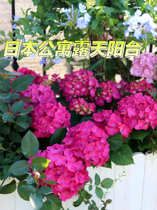 近60平的日本公寓阳台｜西南方向