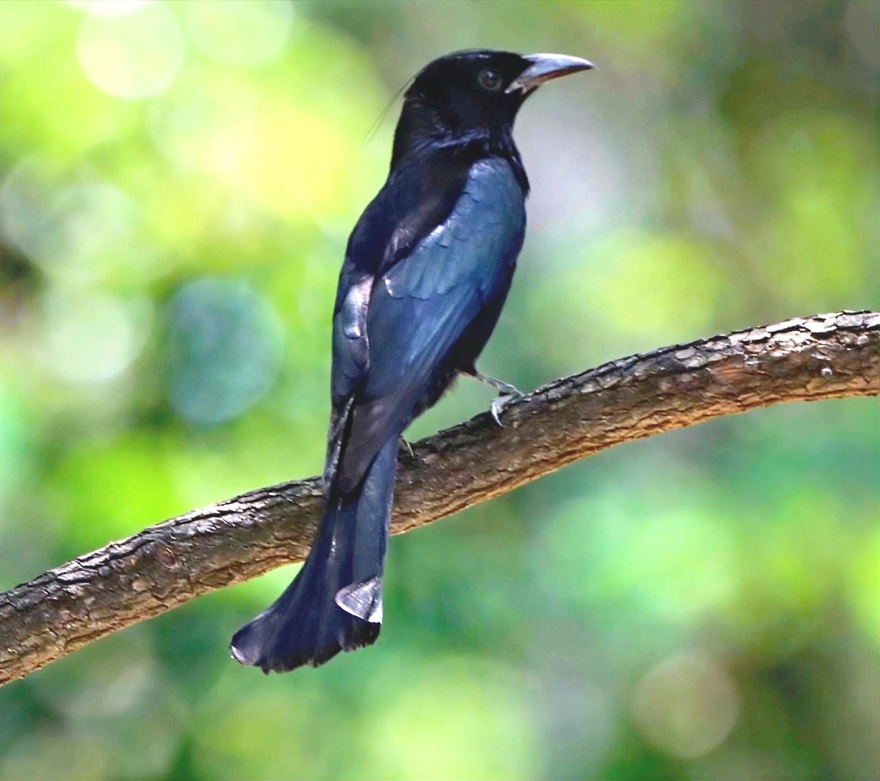 今天，华南国家植物园，亮丽的发冠卷尾鸟