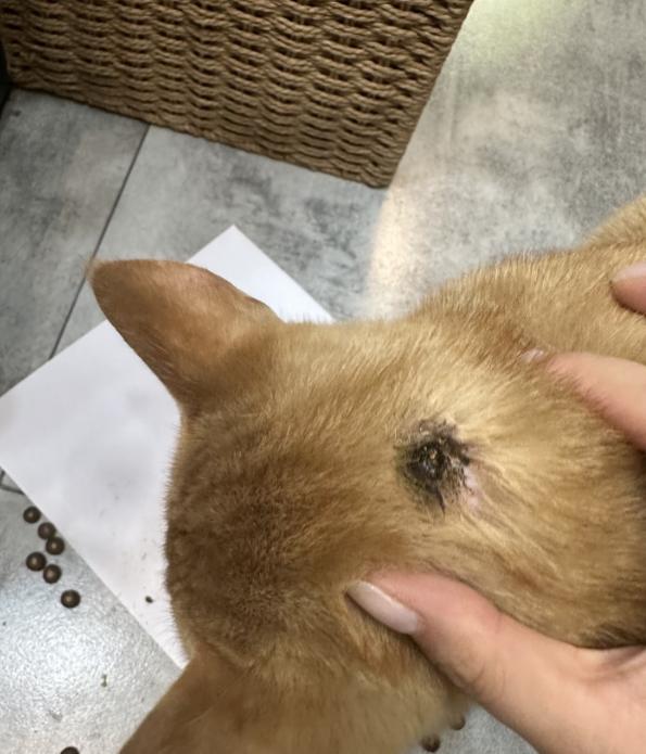 周末去逛公园时听见有猫的惨叫声，顺着声音看去一个男子正拿着烟头烫一只流浪猫，猫咪