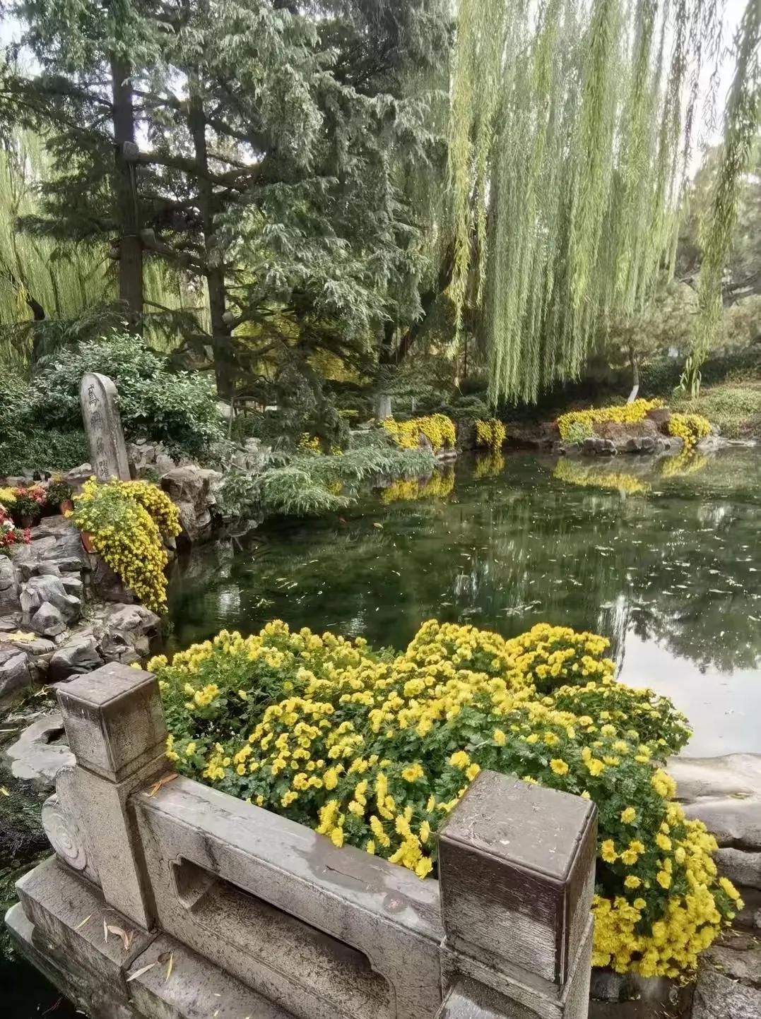 菊花迷人眼，秋色惹人醉。