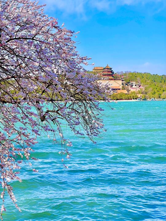 3.16实况live图❗️北京今日份的桃花盛宴🌸