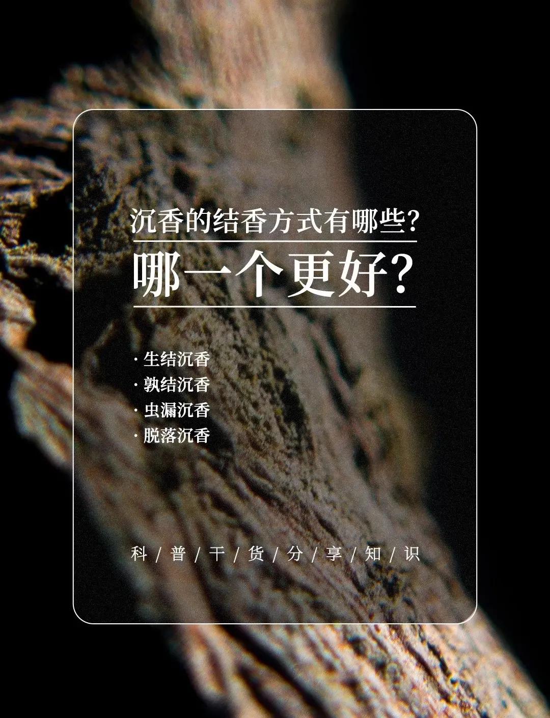 沉香的前世今生：一棵树如何结出香。不少人会误以为沉香就是某种天生带香的木材。事实