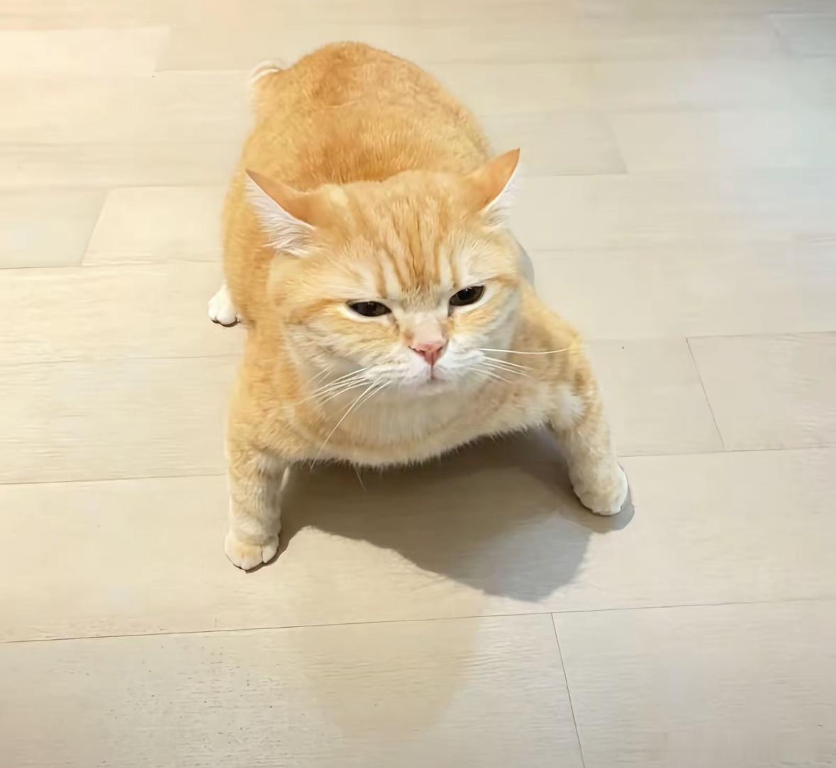 小猫 降温冬瓜一个夏天过去了小猫变成了罗圈腿 