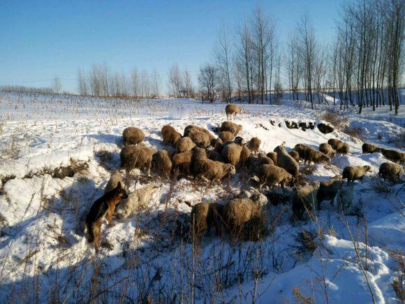 最近内蒙古锡林浩特的一则招聘火了，月薪 1.6 万招放羊工，包吃住配 Wi-Fi