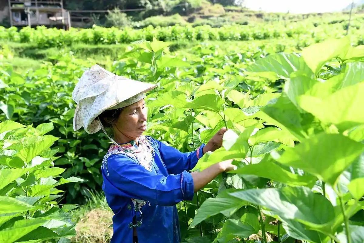 采桑子 · 采桑叶

柔桑叠翠沾清露，叶嫩枝轻。纤手盈盈。撷得鲜芽佐饪烹。

暮