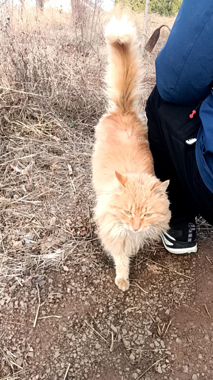 偶遇一只长毛橘猫
爬山路上被一只大橘猫截胡了！
一身蓬松的橘色长毛，尾巴像个大鸡