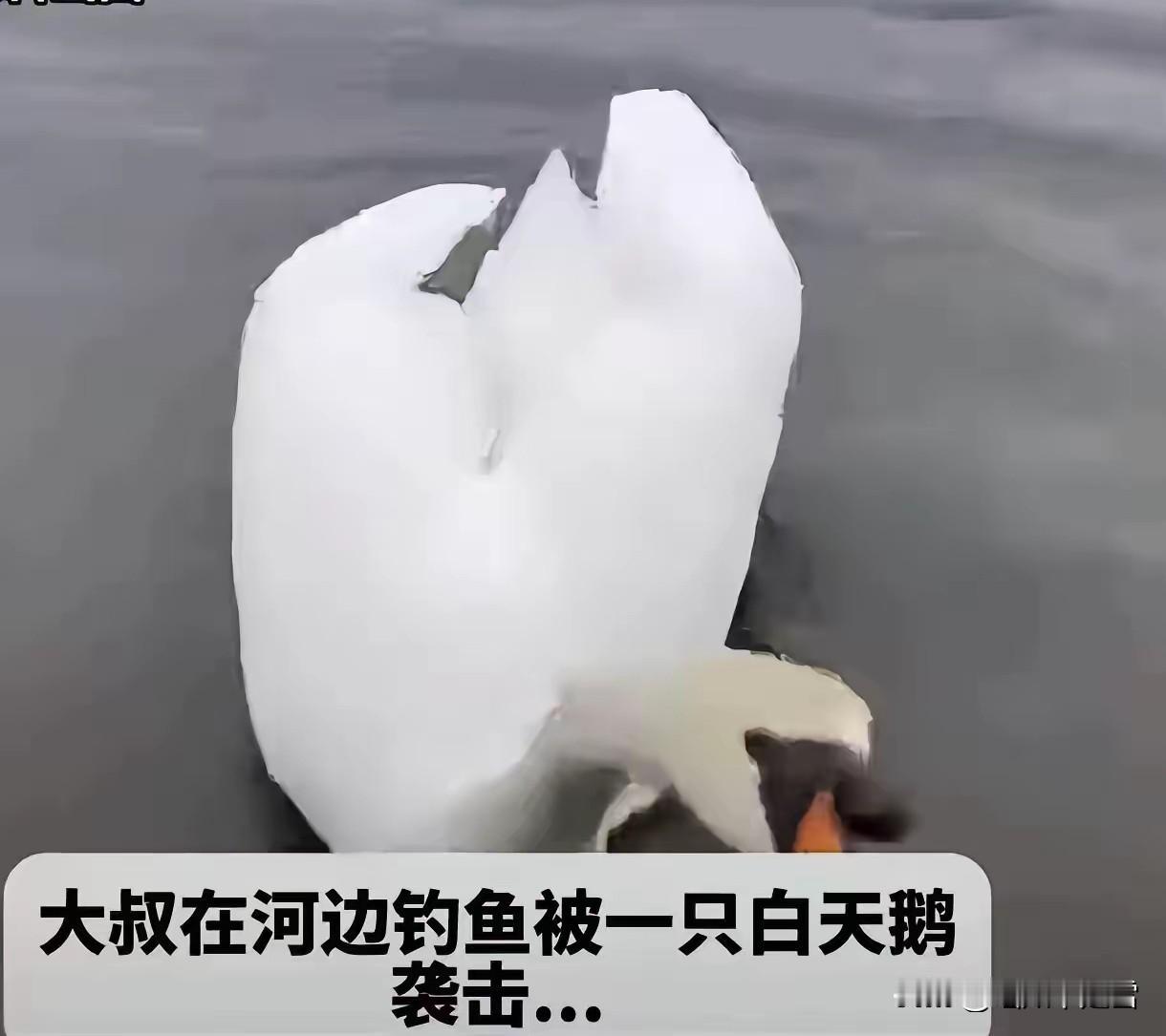 万物皆有灵！ 新疆一男子钓鱼时，一只白天鹅反复啄他的脚，赶都赶不走。天鹅一步三回