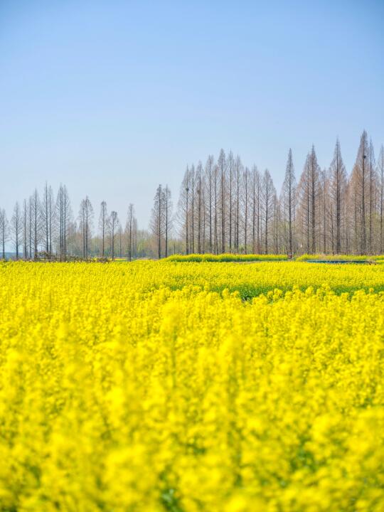 五丰岛｜可以开车上船看花海的小众打卡点❗️