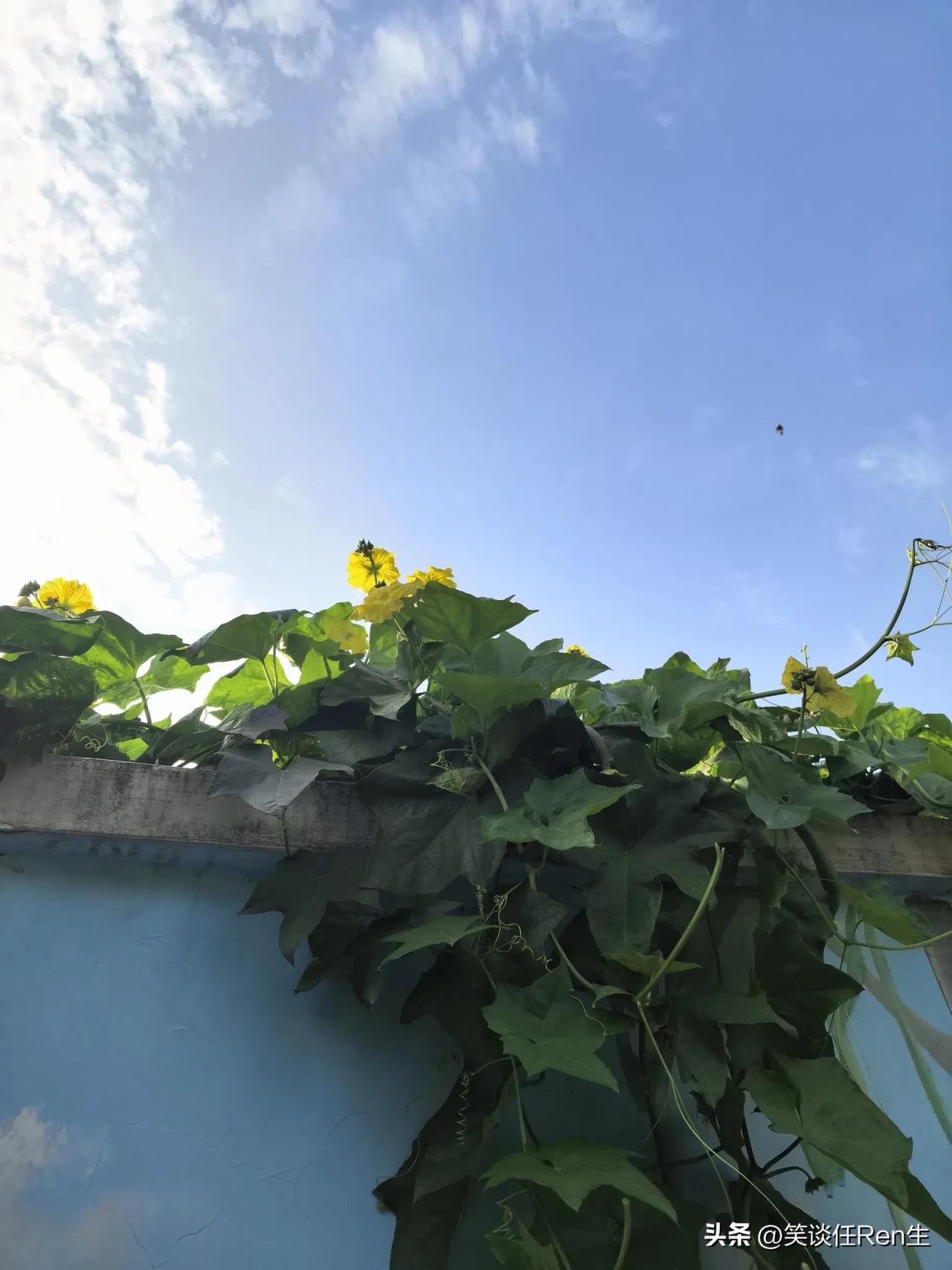 身在矮墙，心向云天。

花博公园东隅的一堵围墙外，是一个居民小区。

有人在墙根
