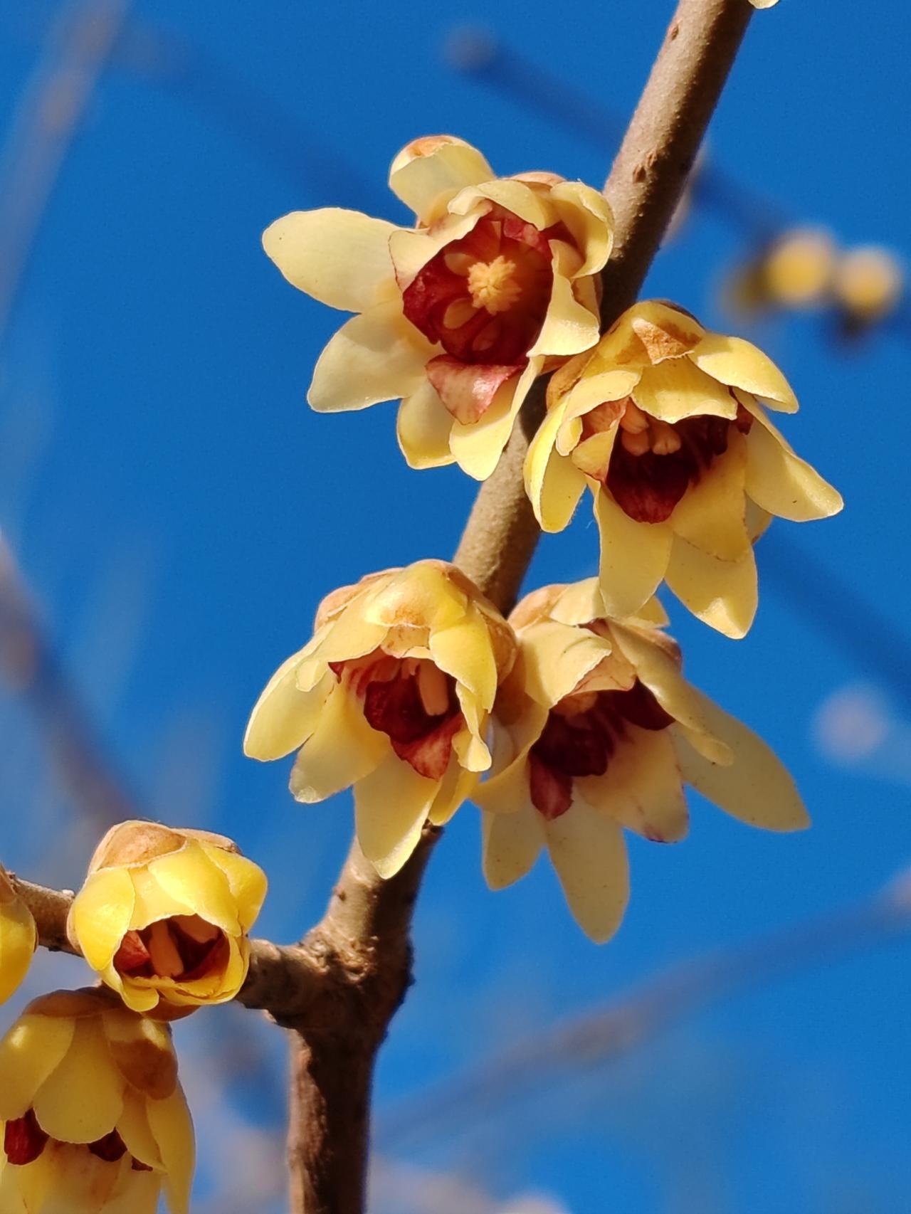 晒图笔记大赛腊月赏梅。