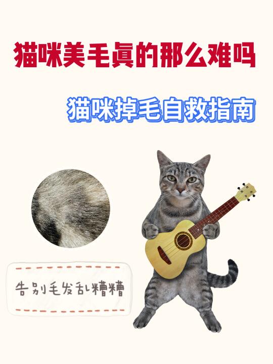猫咪美毛真的那么难吗？猫咪掉毛自救指南！
