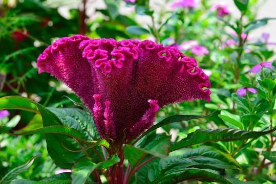 鸡冠花，真是一种独特的花。它形似鸡冠，就像雄鸡在昂首高歌。
它不傍高枝，即便生长
