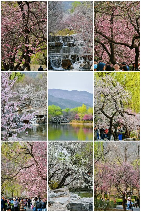 国家植物园｜这个春天我们一起去约会吧🌸