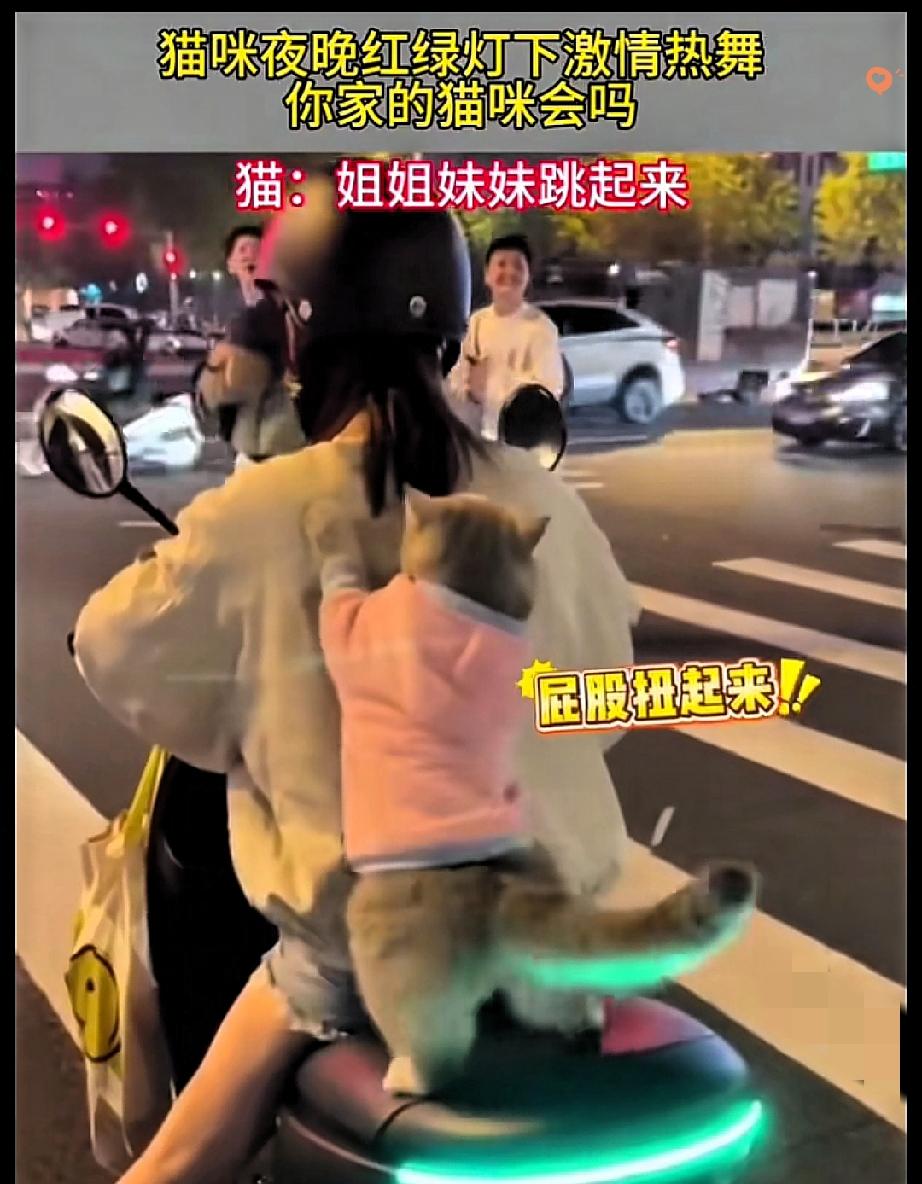 等个红绿灯都能偶遇“喵星舞王”，这也太会整活了吧！

女子骑车带猫咪出门，红灯一