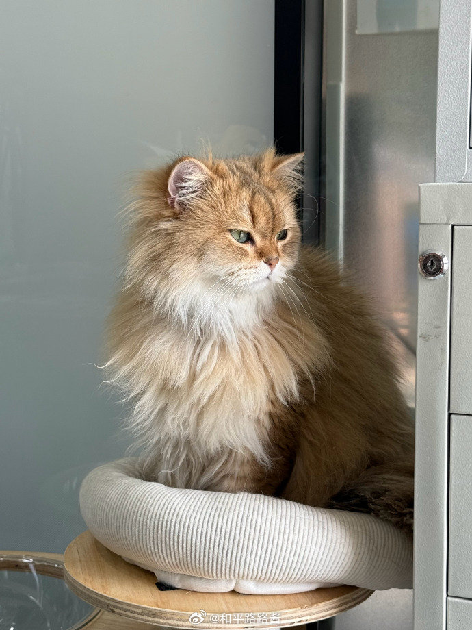 为何朕的江山如此让喵沉醉电竞点播台 2026pel春季赛