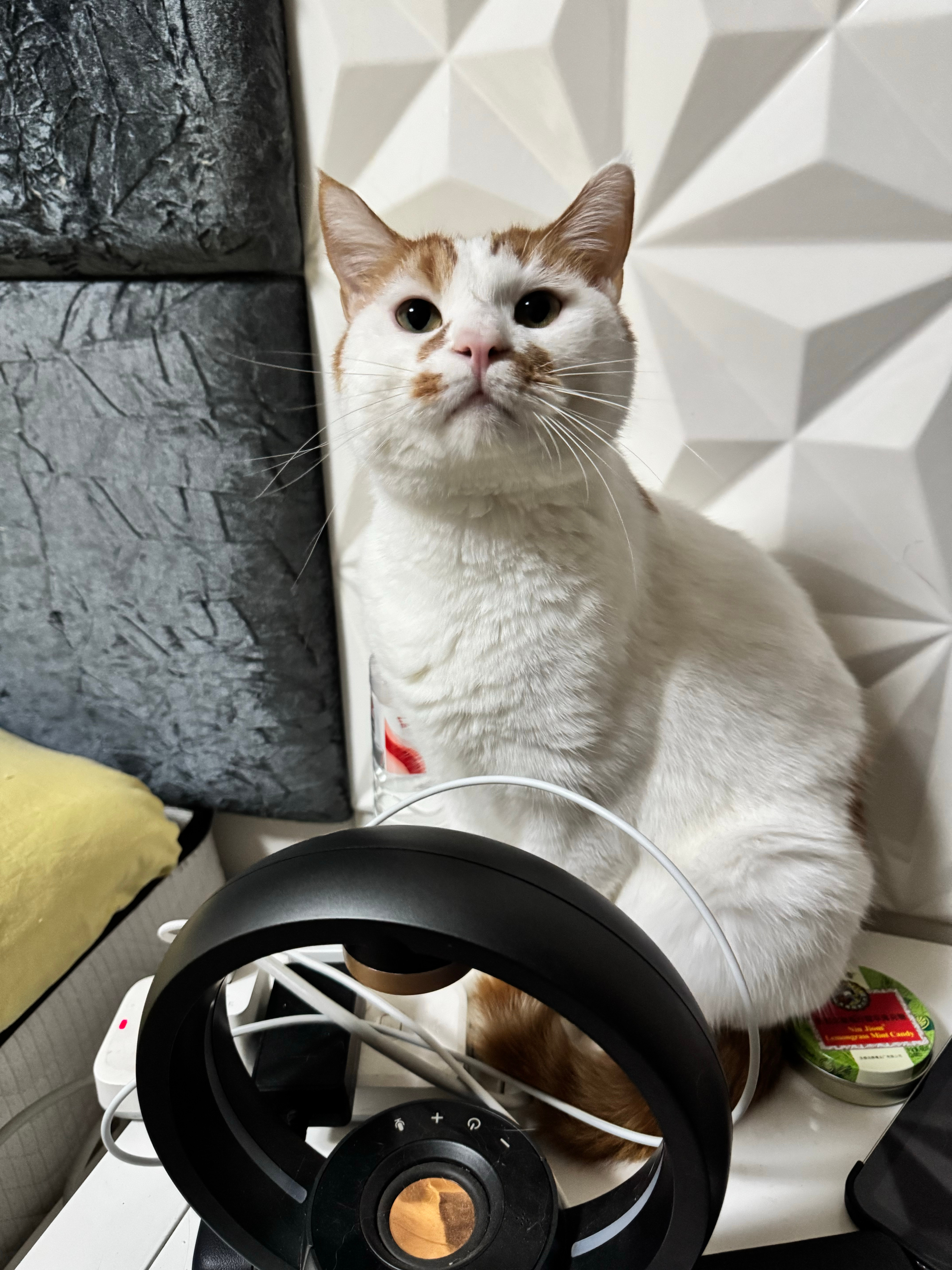 臭二楞还不知道小小猫的存在因为我只要一给他扔出卧室他就嗷嗷叫要进来 