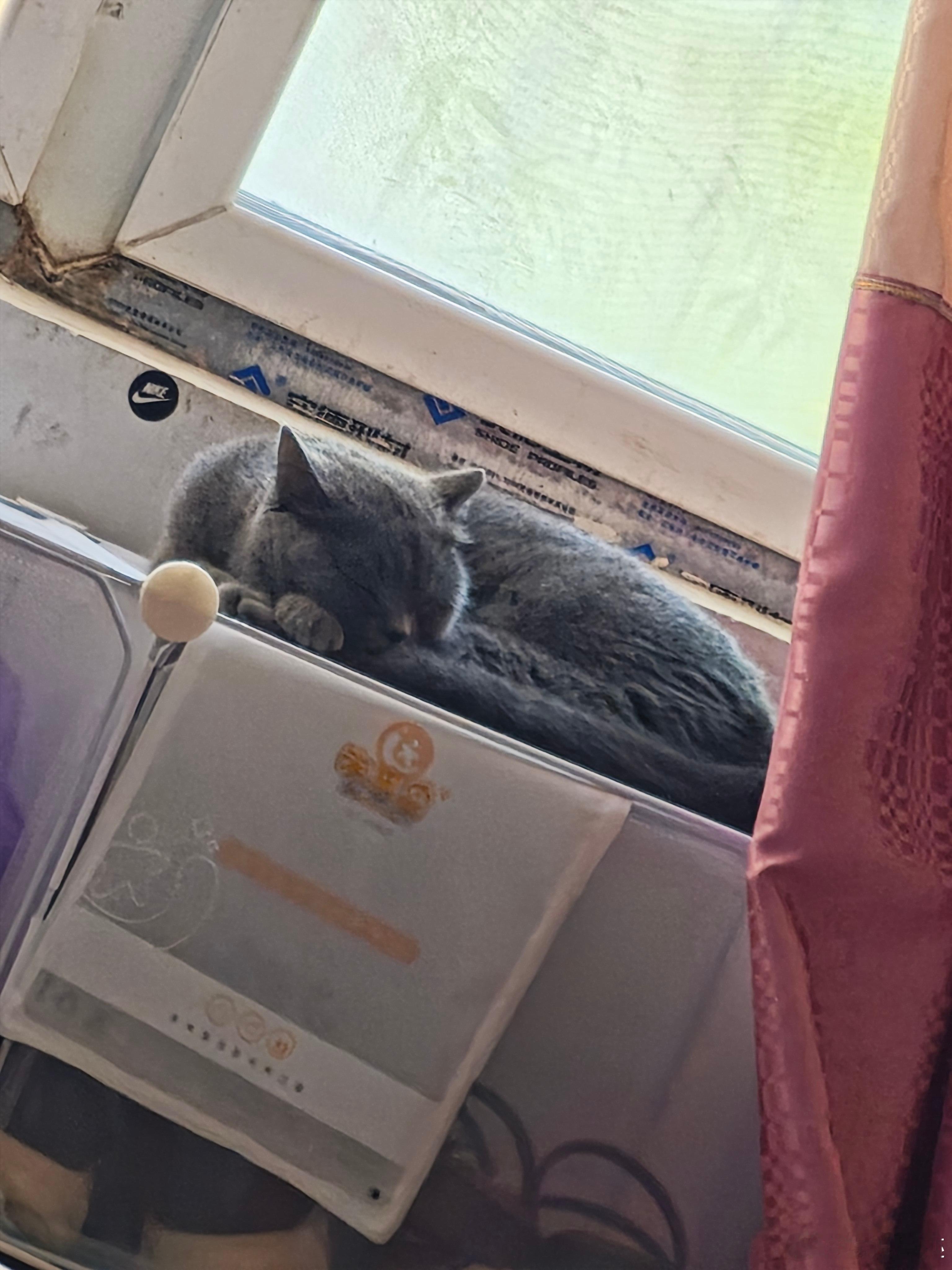 小猫咪真的是一点烦恼都没有，每天都睡得很惬意！！ 