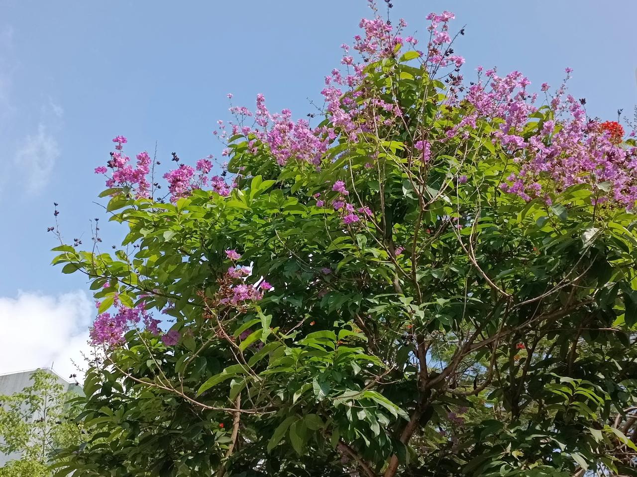 初夏的美景
紫薇花🌸
娇艳欲滴
花香飘飘