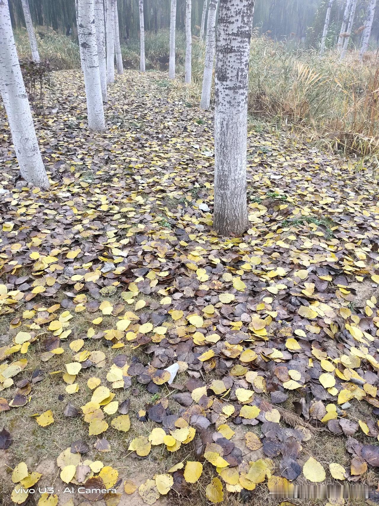 上联:落叶归根融沃土
下联:有请[送自己一朵花][送自己一朵花][招财进宝][招