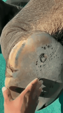 大象为啥走起路来没声音?秘密在它的脚掌上！

它的脚掌底部有厚厚的海绵状衬垫，由