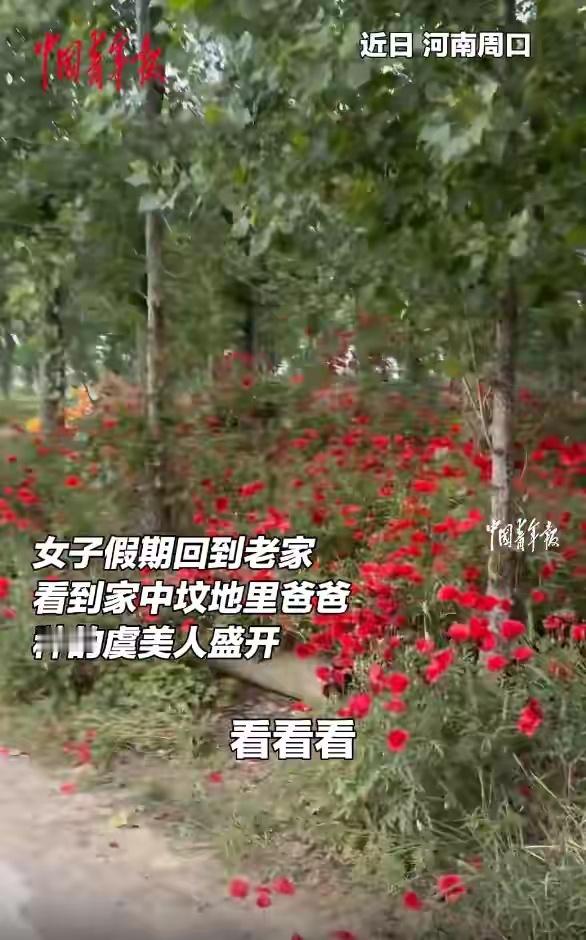 河南周口一女子称，爸爸在已去世10多年妈妈的坟前种满鲜花：这十多年他种满了虞美人