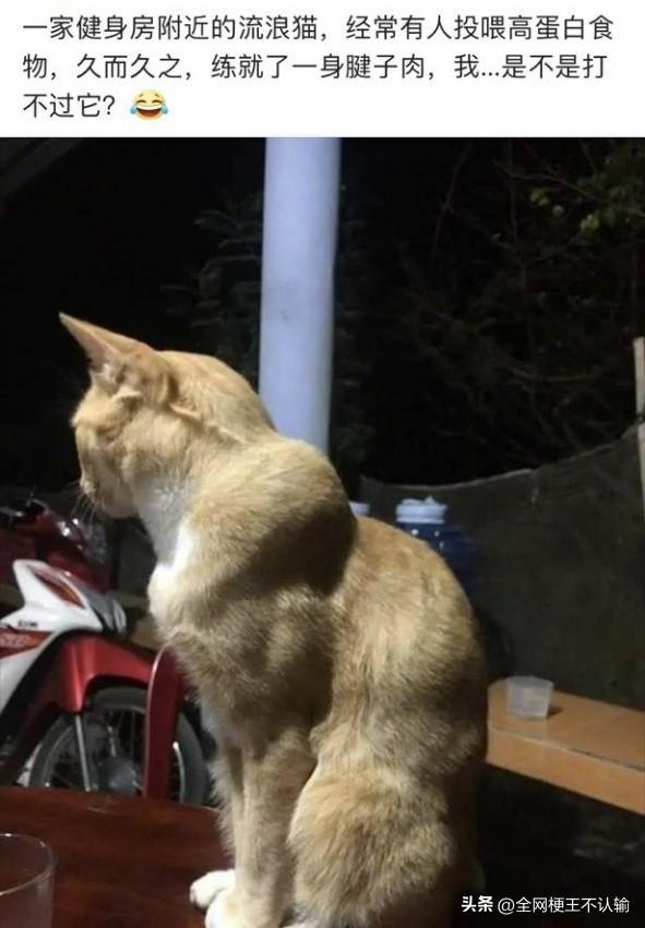 健身房楼下的流浪猫，靠投喂的高蛋白加餐，硬生生练出了比我还硬的肩背。这下好了，别
