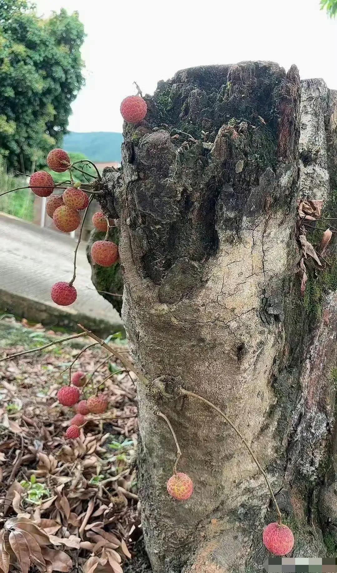 惠州网友：家里的这棵老荔枝树，被砍已有五六年了。年年竟然还结几十只果子，而且超甜