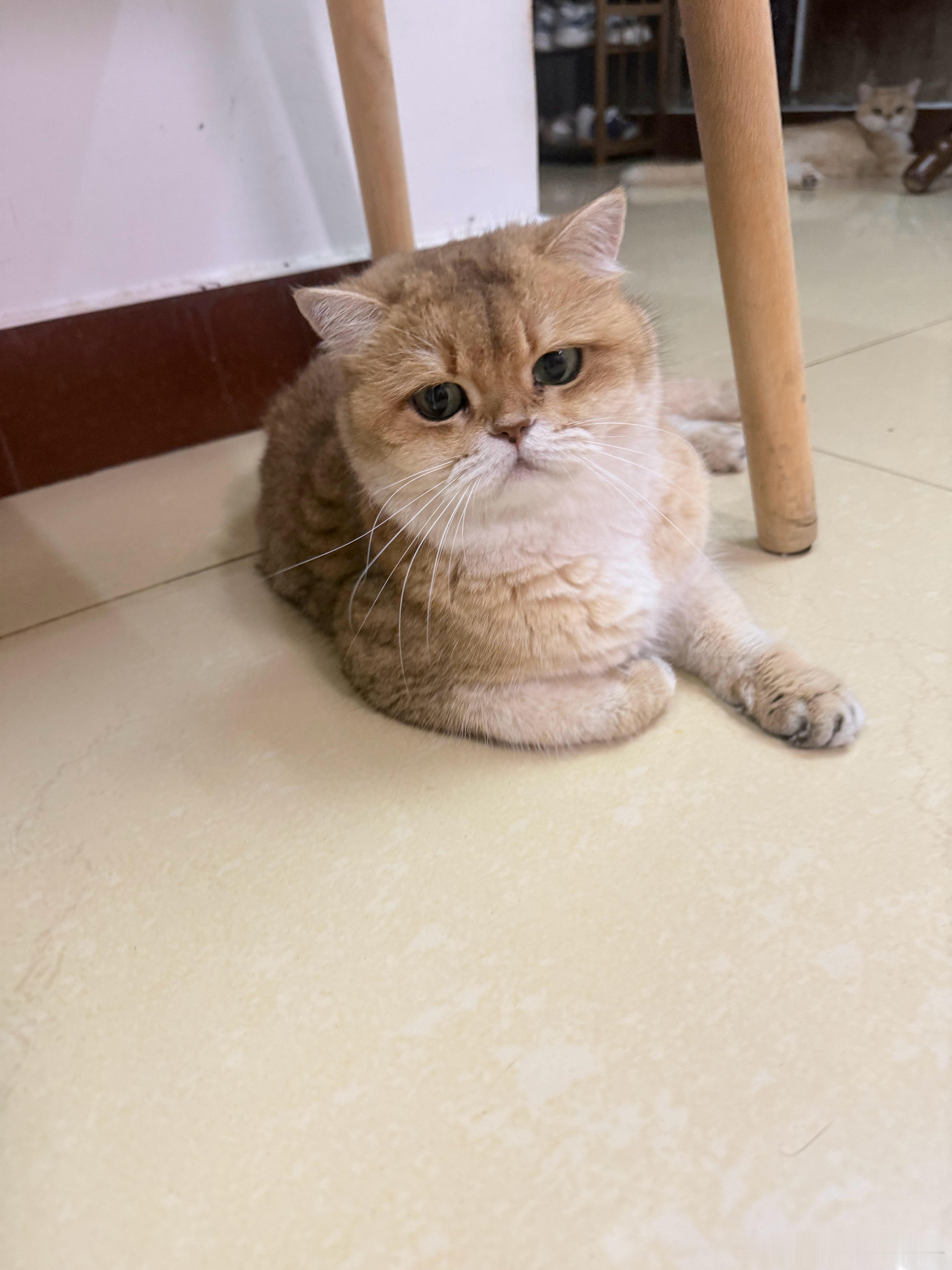 UU也委屈[笑cry]萌宠猫咪 ​​​