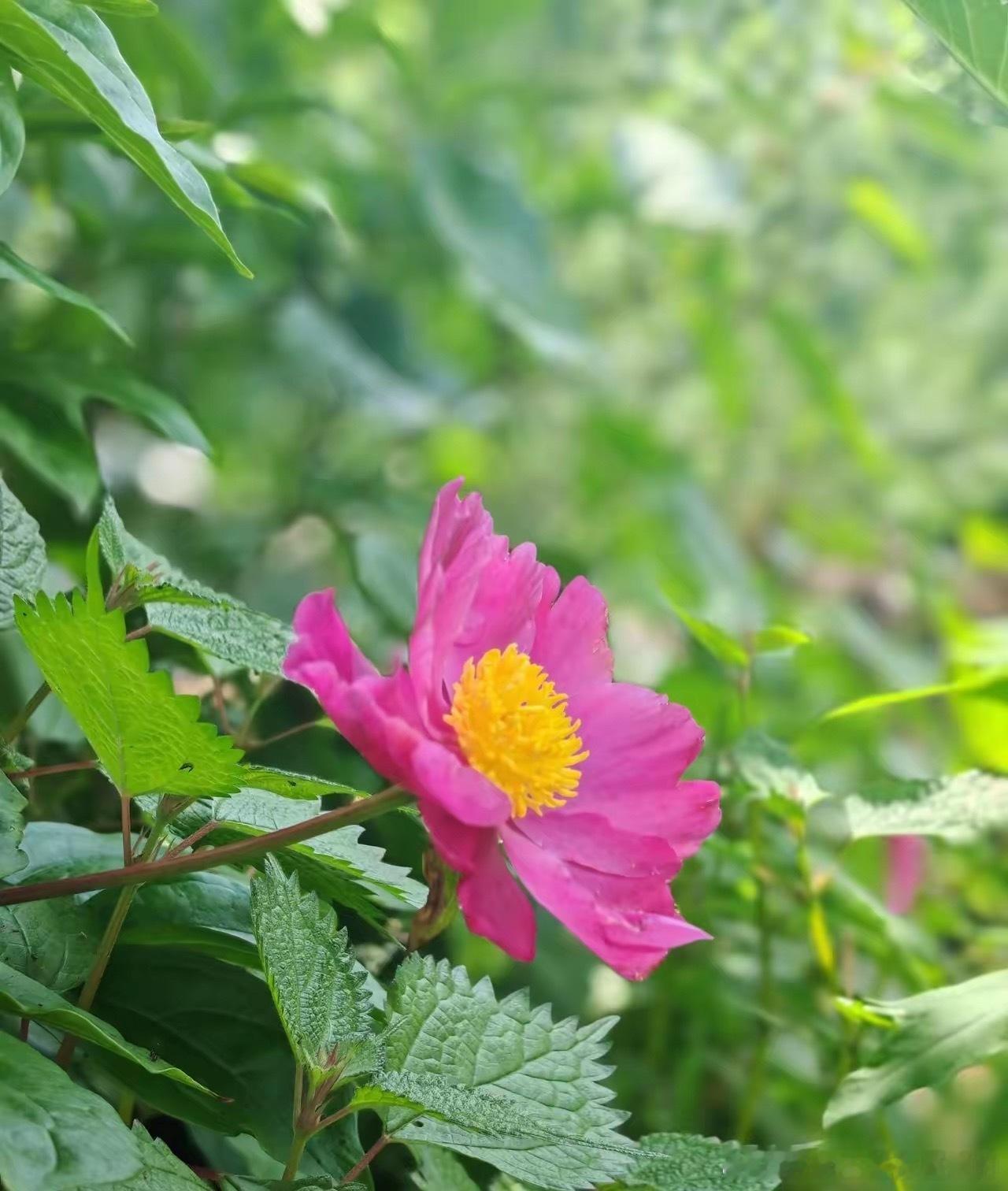 拼多多告诉你，人是爱占便宜的。美团告诉你，人是好吃懒做的。朋友圈告诉你，人是爱炫