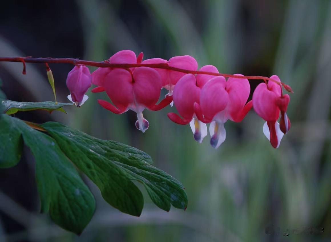 出门去踏春，在公园里看到几株低矮的荷包牡丹盛开，本来想认真拍几张，可惜这两天腰疼