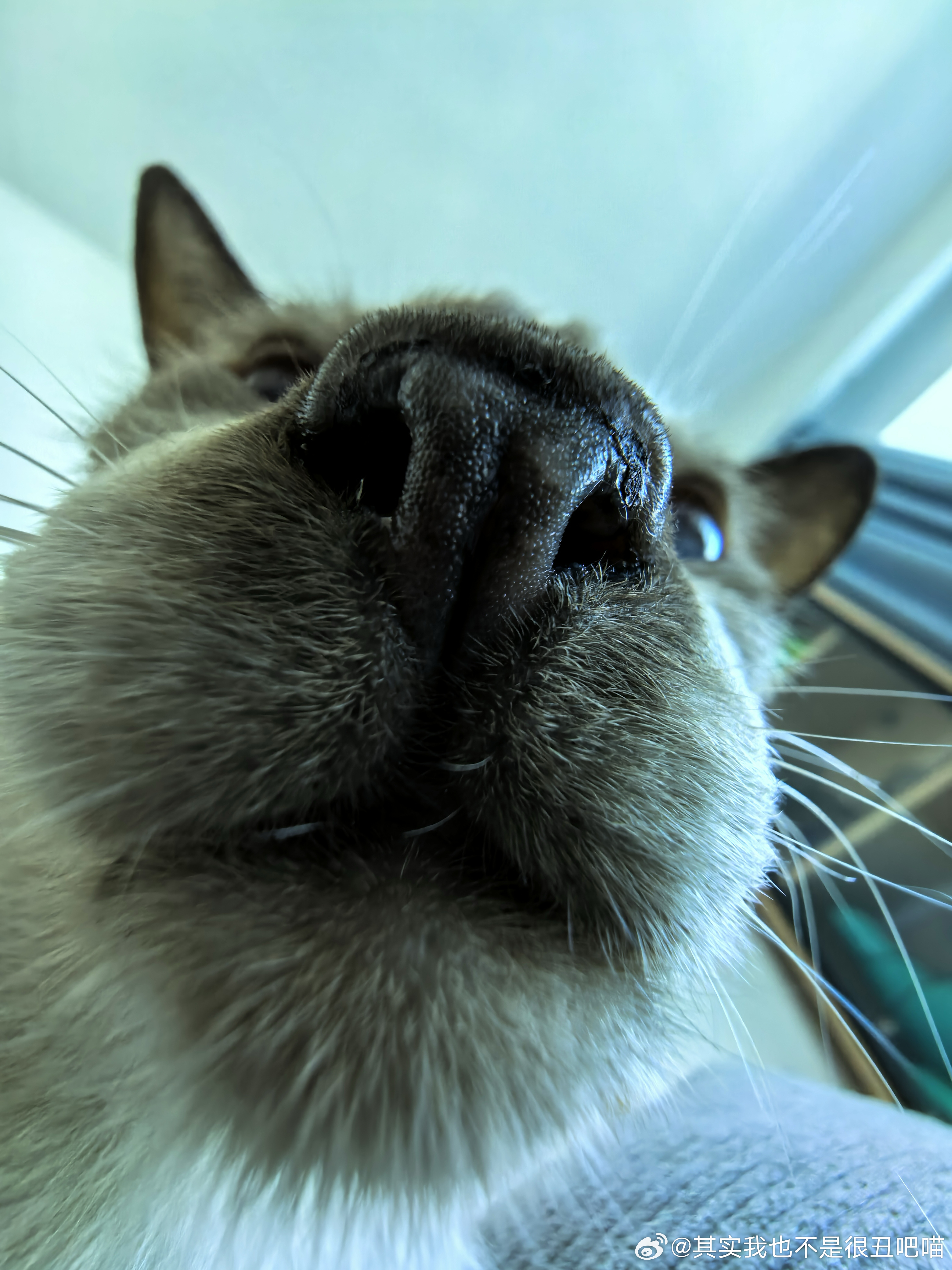 49368【丑猫】西格玛猫的日常