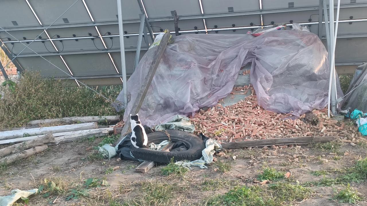 这个花猫警长在这蹲守1个多小时了，它在这个地方已经抓到4只老鼠了，今天大有不获不