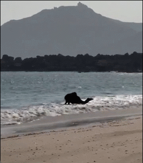 骆驼在海滩，享受海浪冲刷身体 ​​​
