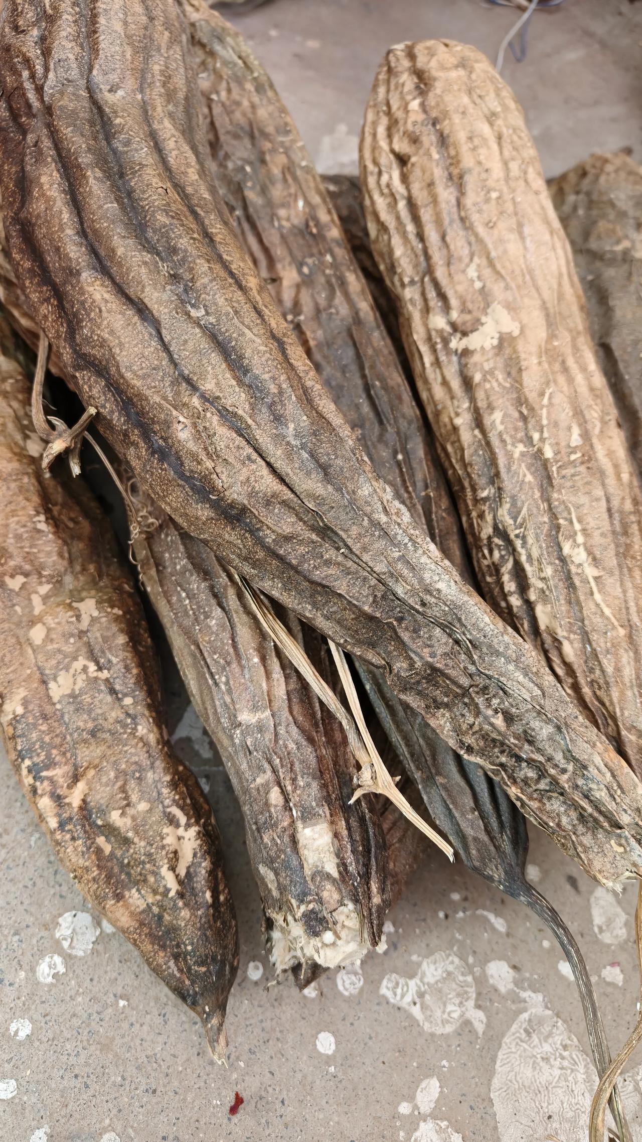 一张图证明冬天来了丝瓜成干，冬天来了。